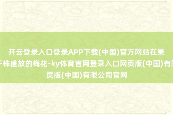 开云登录入口登录APP下载(中国)官方网站在果香中重逢千株盛放的梅花-ky体育官网登录入口网页版(中国)有限公司官网